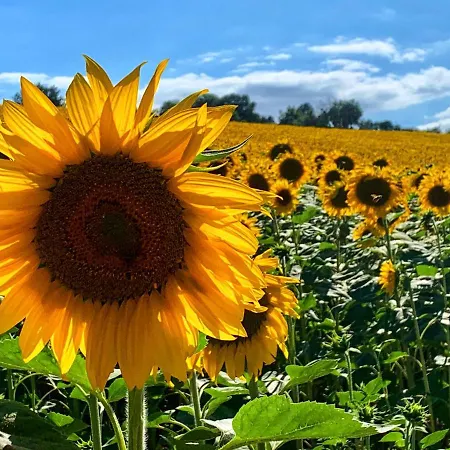 Chiaraluce Мини-отель 3*