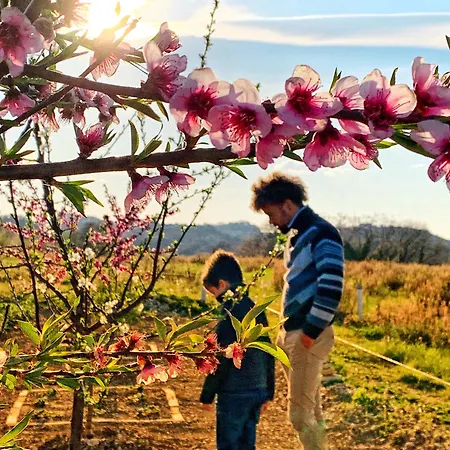 Chiaraluce Массиньяно
